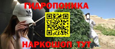 шишки Боровичи